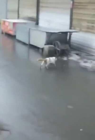 This cat, after falling from a slippery wet roof