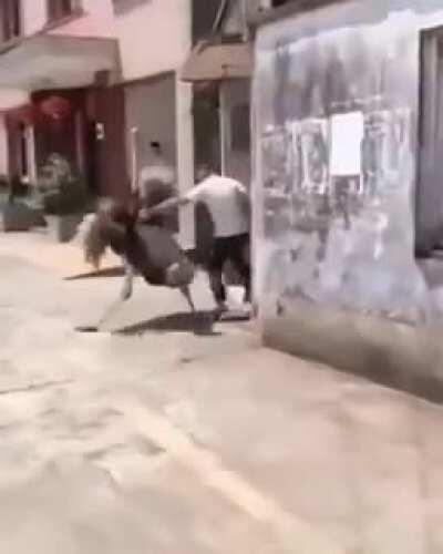 ostrich tries to restore order in the area