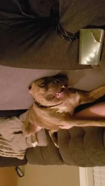 I demand the pets, rrrooowwwfff