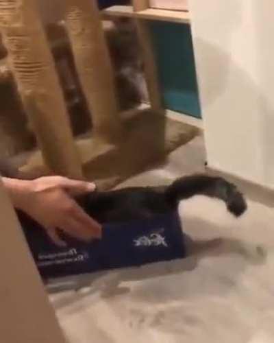 😺: Who said hooman bullying me? I want more! 😼