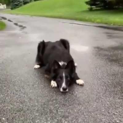 There are two types of dogs.