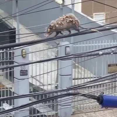 Mama opossum has great balance