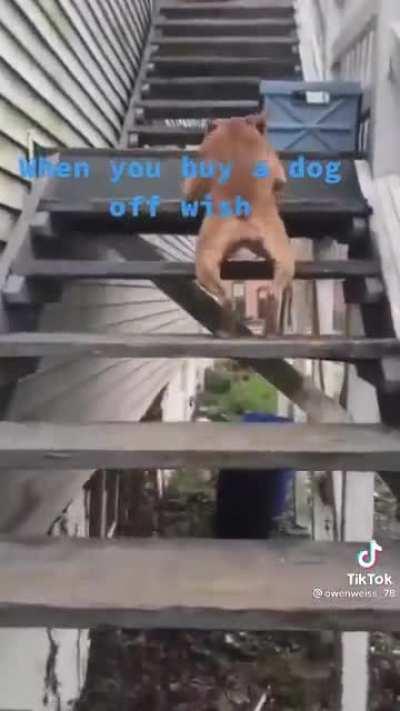 When you buy a dog off Wish