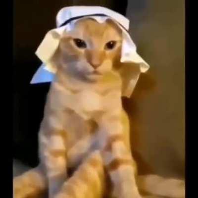 Halal cat