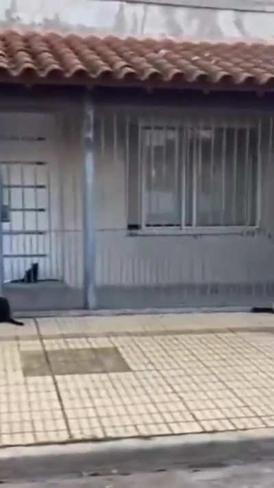 Joven paseaba por Haedo y se encontró con una cuadra llena de gatos