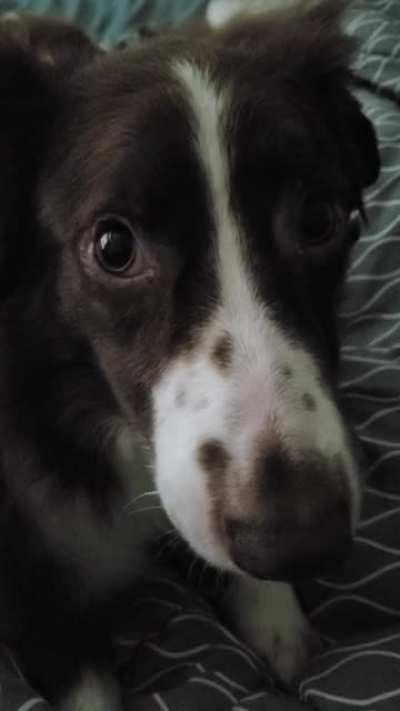 Girl, it's time for a walk!