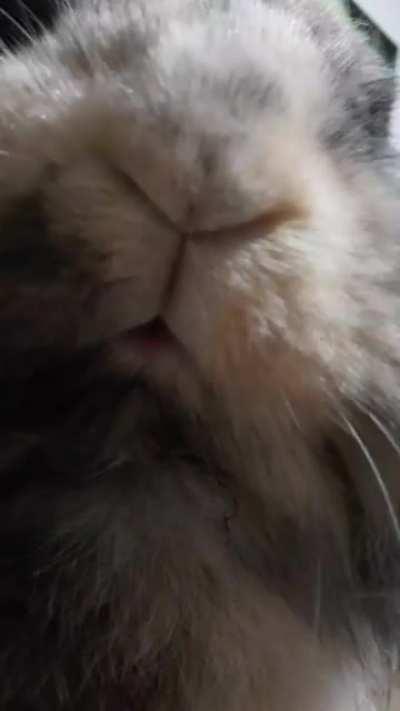 Them nose wiggles tho