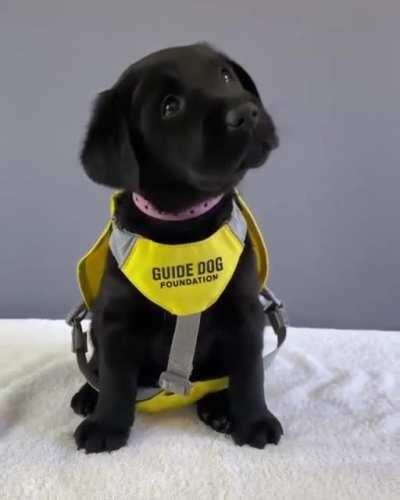 Pupper’s first day at school.