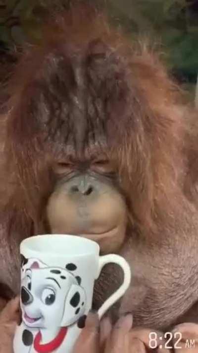 Ask monke a question and if you're lucky he will share his wisdom