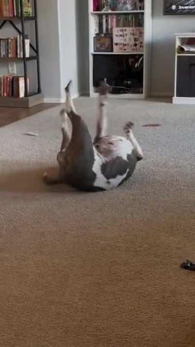 It took me ten years to capture her doing this on video; I think the sounds are just as strange. We definitely need a name or silly explanation for this tomfoolery.