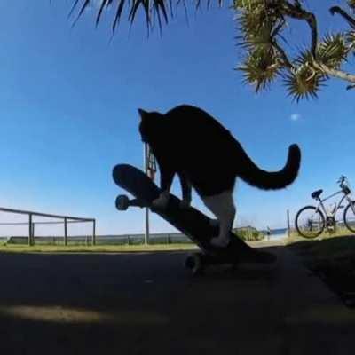 I'm starting my Weezerthon™ where I listen to every Weezer album only have listened to the blue album. Any tips?