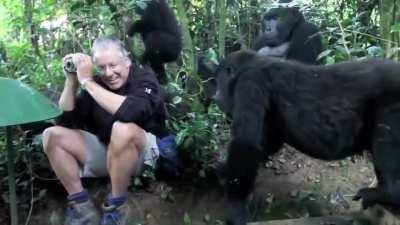 Gorilla family checking out wildlife photographer