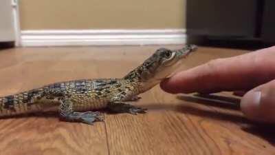 Baby croc discovers petting
