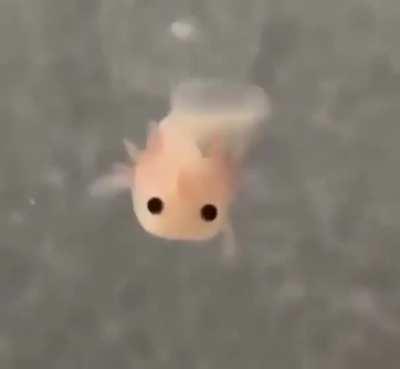 This tiny little axolotl