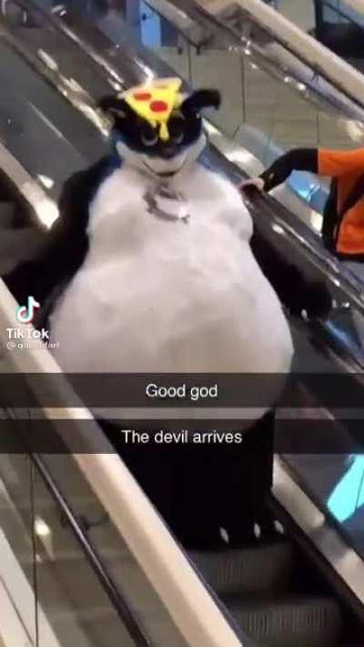 this furry on tiktok