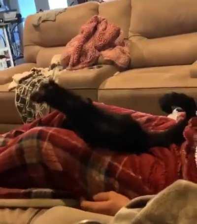 Look at my fluffy trousers hooman...