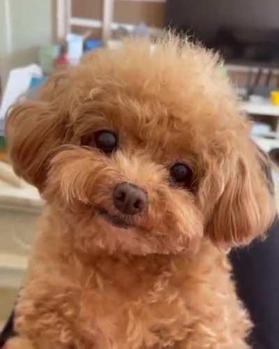 This is the look of true love. And I have fallen for it .