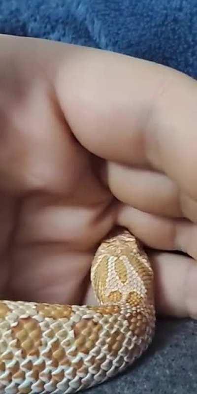 Big dig energy, am I right? 🐷