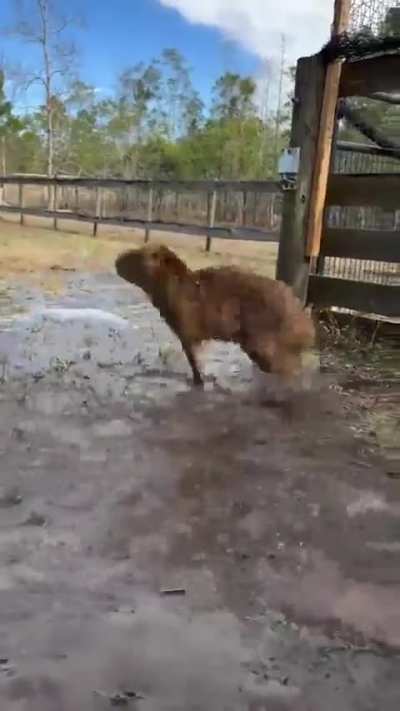 Capybara zoomies.