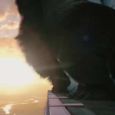 How Adam Aron and the apes fell in love