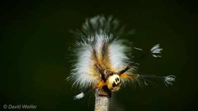 The caterpillar of the lappet moth of Borneo demonstrating its mimicry defenses to ward off predators