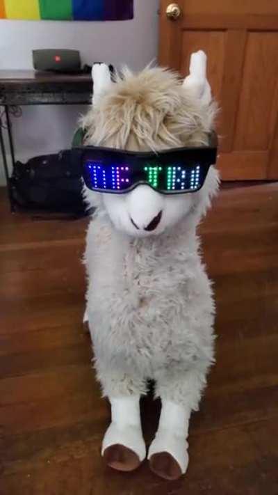 Llama_irl