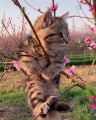 The cat tree is blooming early