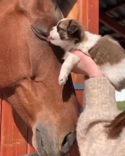 Omg! I can't handle this.. Cuteness overload :)