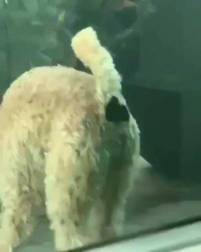 When your dog is pissed off at you