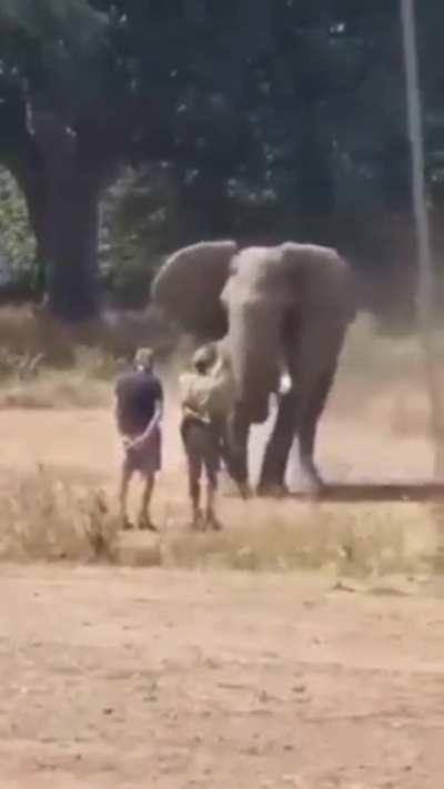 Brave men stand their ground against a charging elephant!
