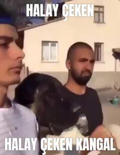 HALAY ÇEKEN KANGAL