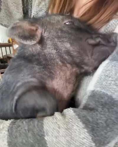 Yawning and getting comfy