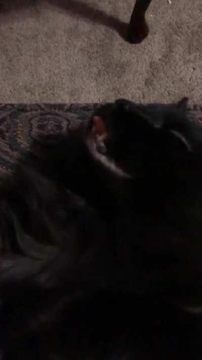 He look like roadkill when he sleep until he wake up and go meeep