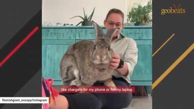 The Flemish Giant rabbit is the largest breed of domestic rabbit, and it is known for being docile and patient. The typical lifespan of the Flemish Giant rabbit is 8-10 years.