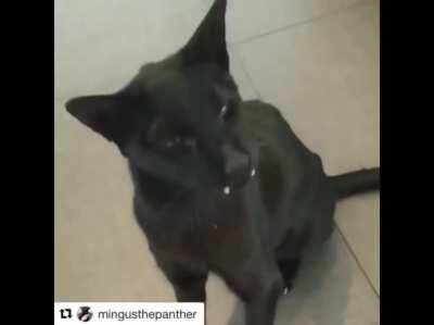 Yes, we all love cats who yell. But what about... panthers who yell? (Credit to Mingus The Panther on YouTube)
