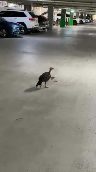 Turkey forgot where he parked (sound on)