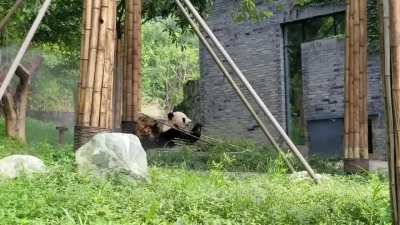 On hot days they spray a cooling mist for the pandas (Panda Conservation Center, Dujiangyan)