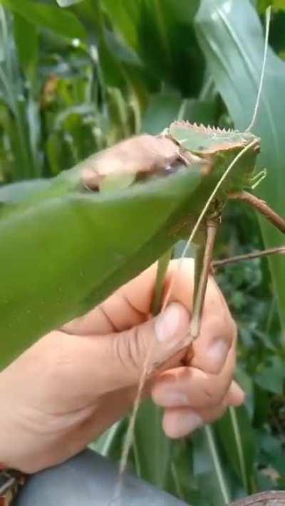 Malaysian carnivorous giant grasshopper.