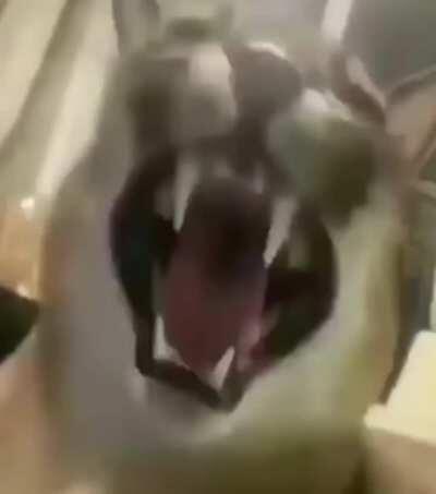 Floppa enslaved nooppp