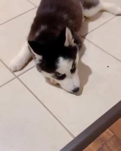 I feed it. Buy a mattress for him to sleep on. Yet it is ready to quarrel with me