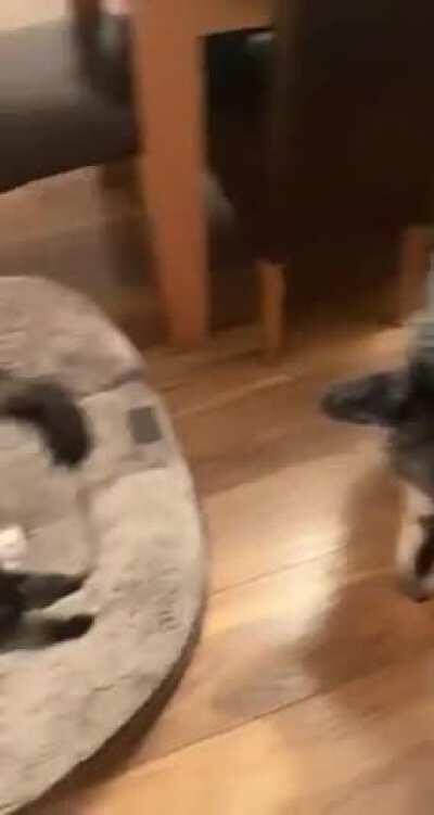 Get him out of my bed!