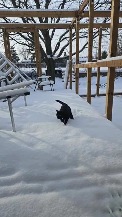 They kept begging to go outside 🤷‍♂️