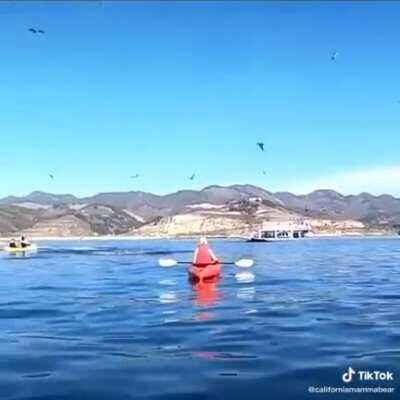 А говорили на людей не нападают