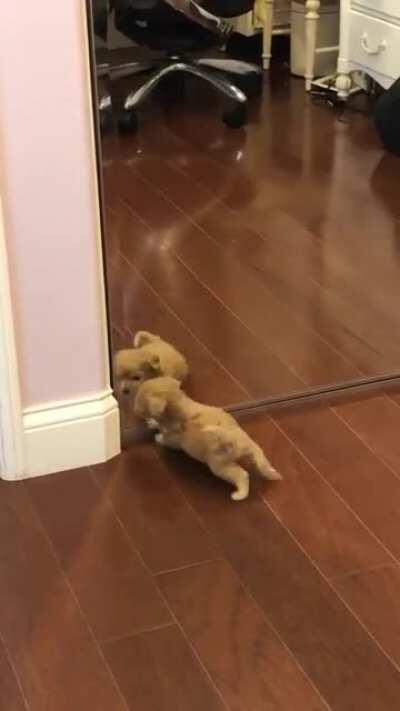 Mochi tells Mochi to let Mochi in