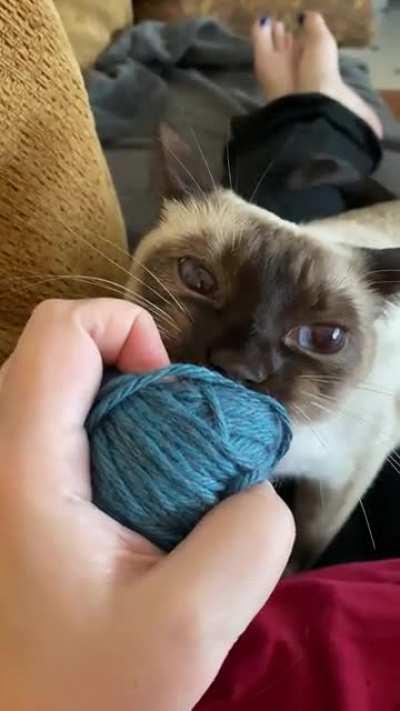 And she’s back. I’ve had yarn hidden away for 2 years, taught my daughter yesterday, and thought I would knit today. My cat had other ideas.