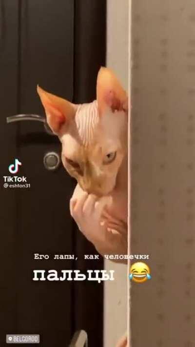 Thanks, I hate hairless cat