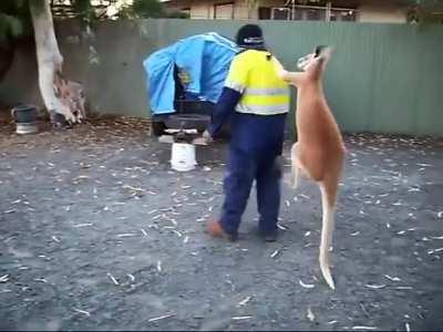Kangaroos regularly harass people for public smoking in Australia. In fact, they're the largest anti-smoking lobbying group in the country, Mobs Against Smoking.