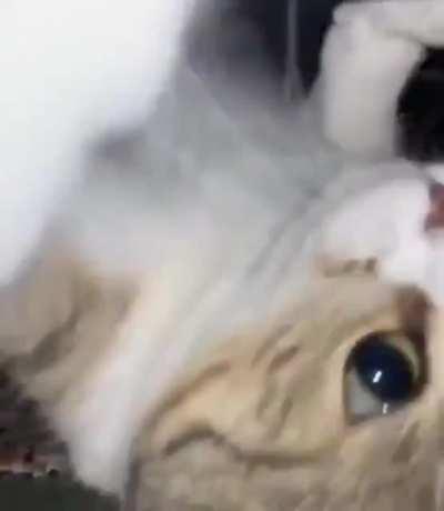 Weird cat walks upside down