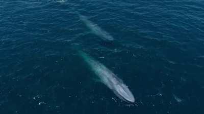 Blue whales, the largest animals that have ever lived on planet Earth