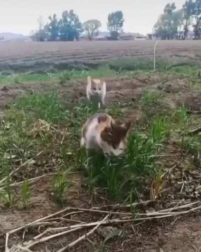 Two high-strung cats